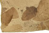 Fossil Leaf Plate - McAbee Fossil Beds, BC #274134-2